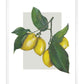 Citroner Lagersalg
