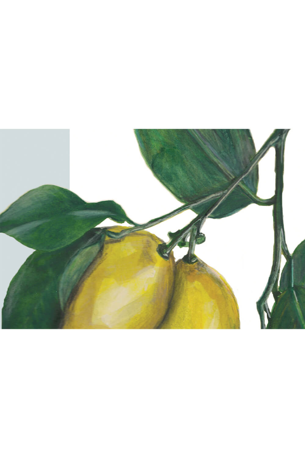 Citroner Lagersalg